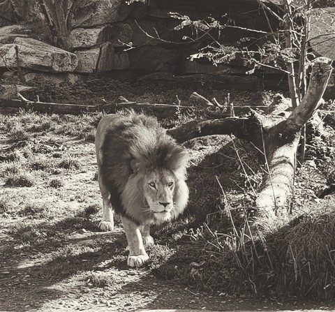 Lion