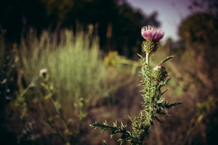 Wild flower