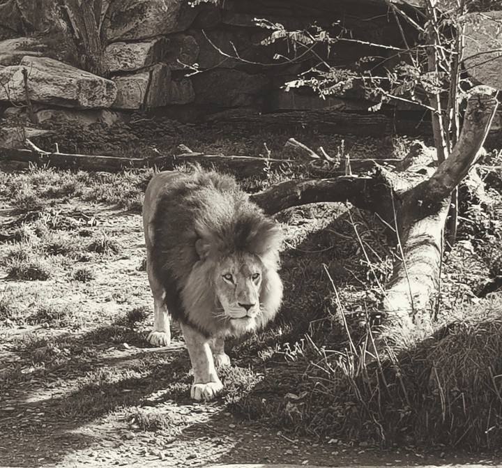 Lion