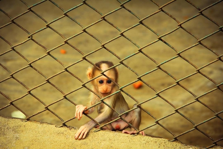 Born in captivity