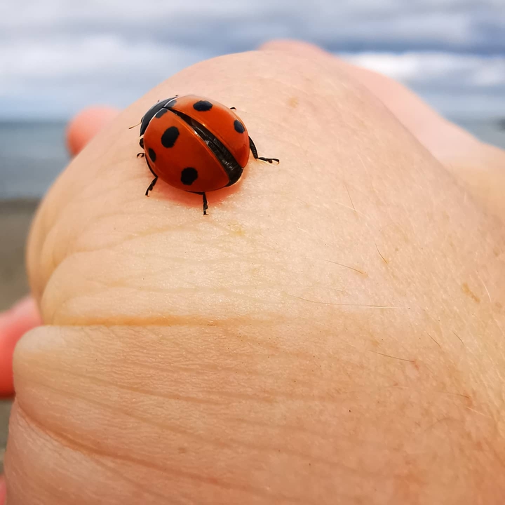 Lady bug