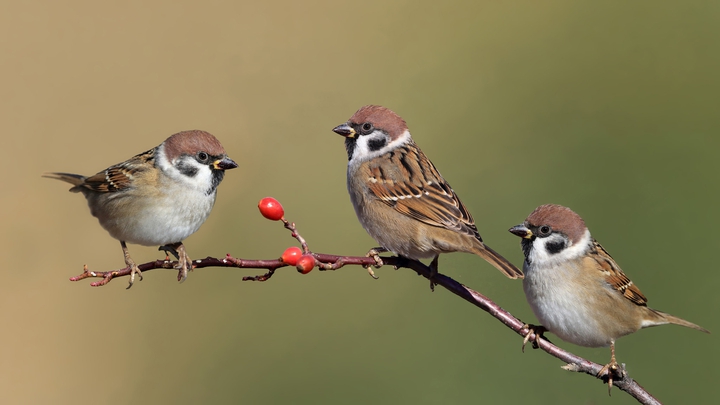 Tree Sparrow