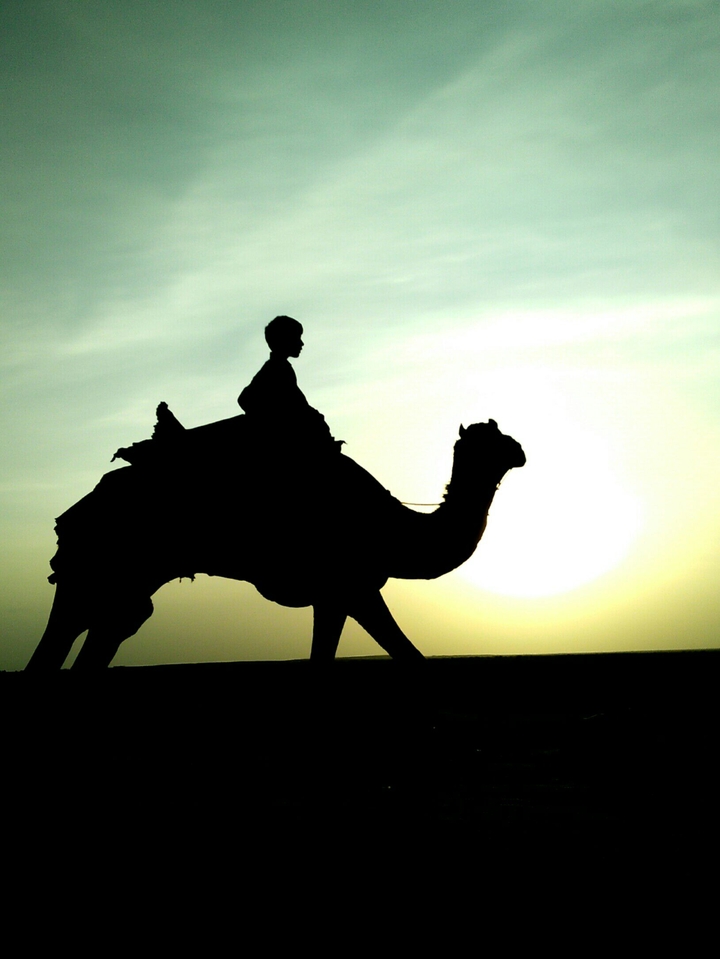 Camel