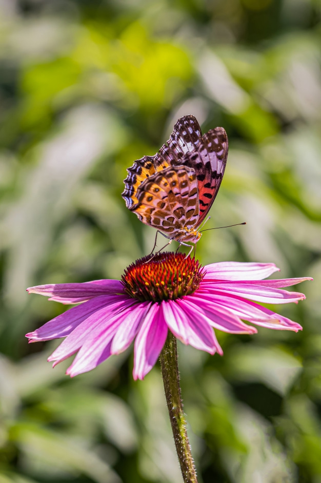 butterfly