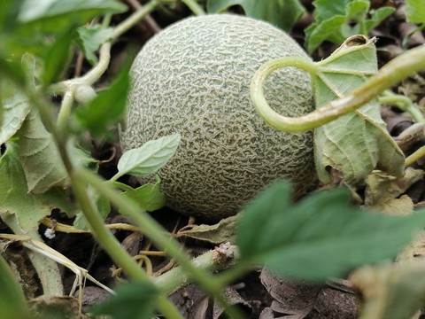 MELÓN