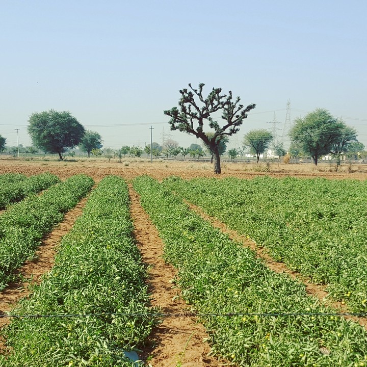 tree in the farm