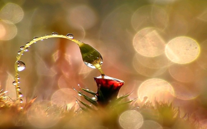 macro
