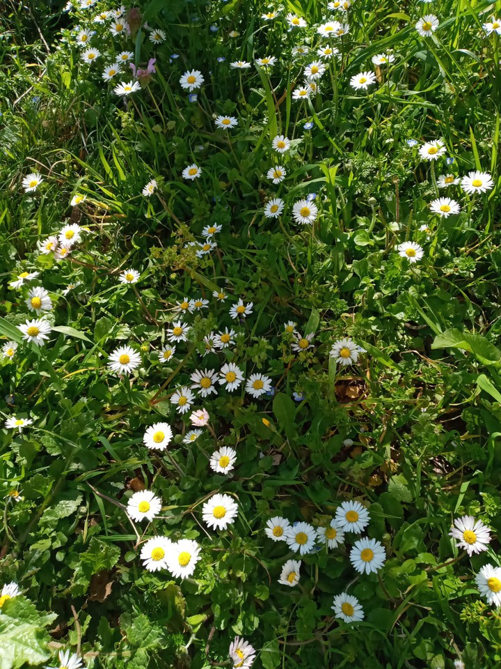 Daisy