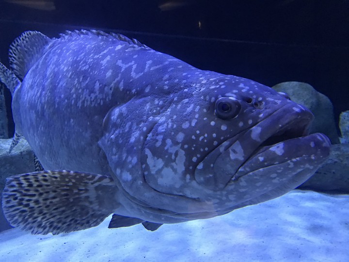 Big fish