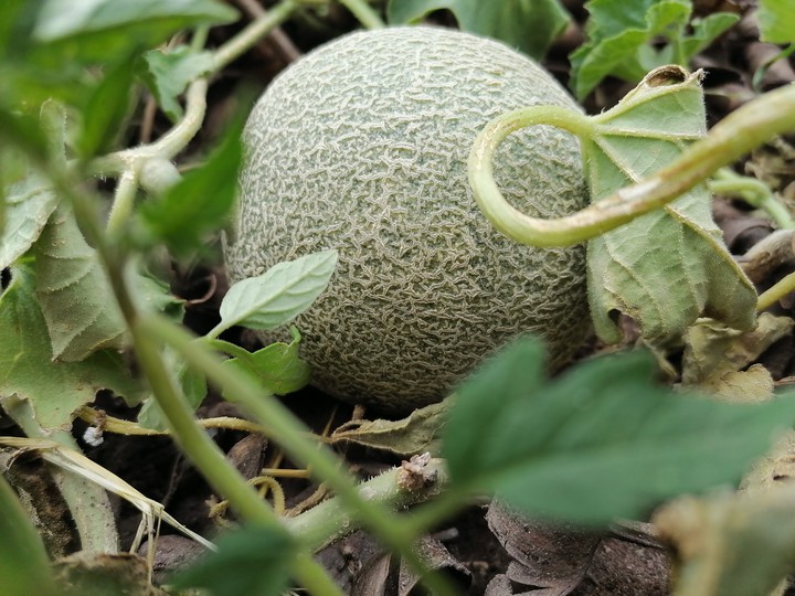 MELÓN