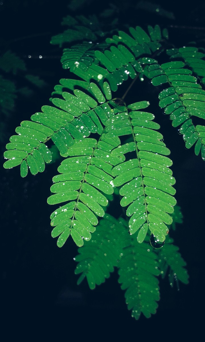 Dewdrops