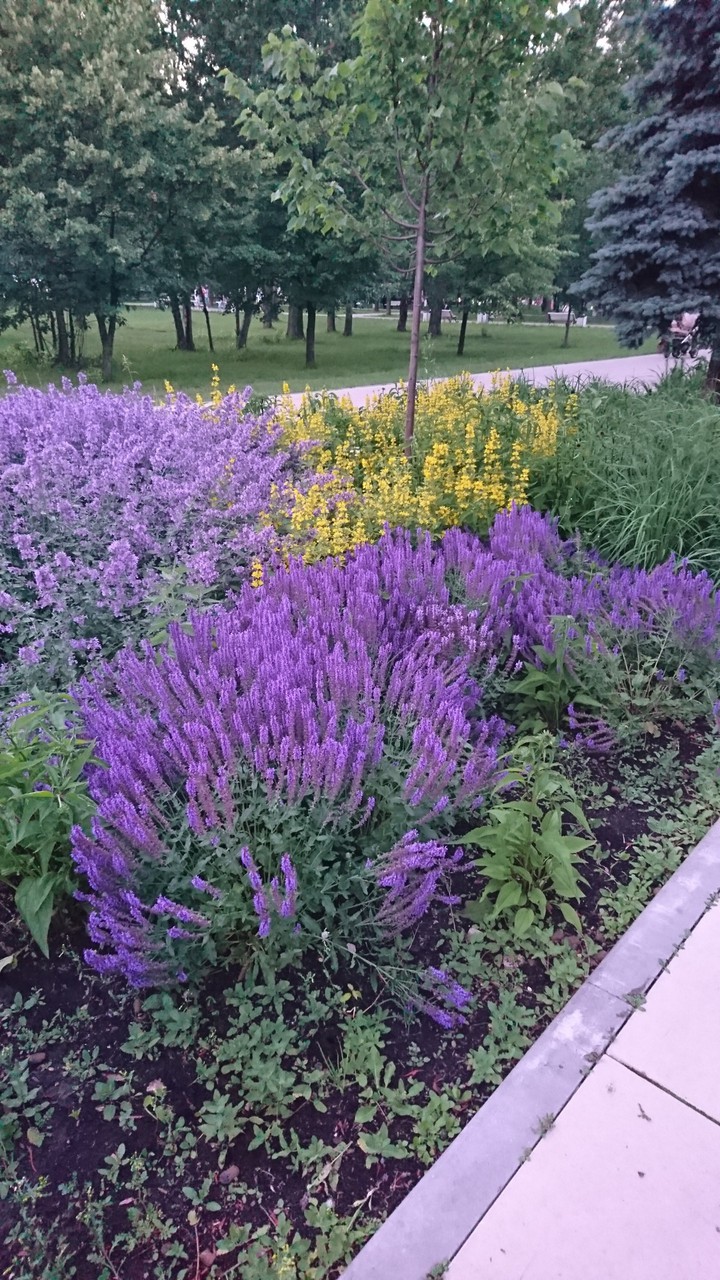 flowers