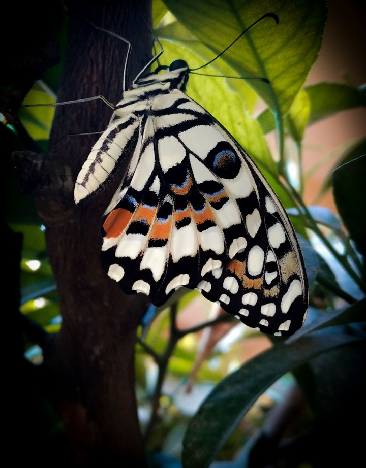 butterfly