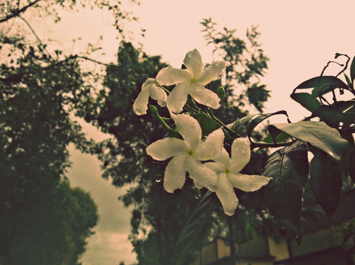 Rainy