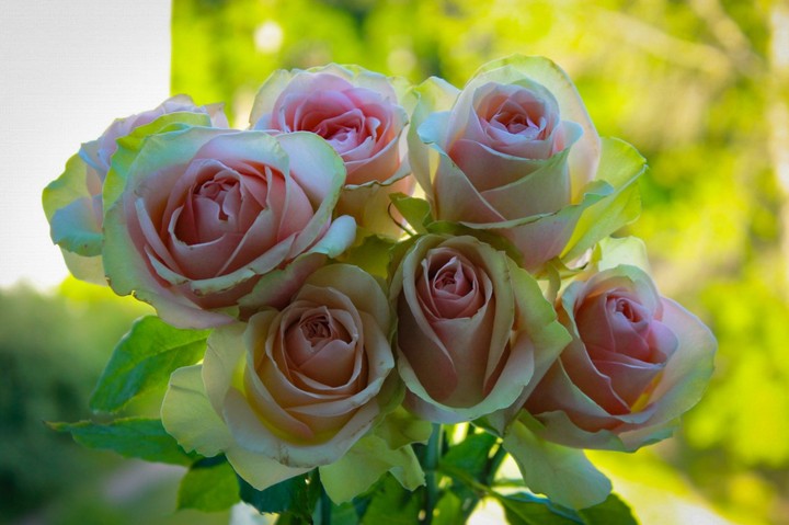roses