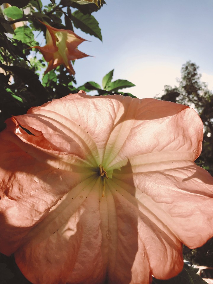 flower
