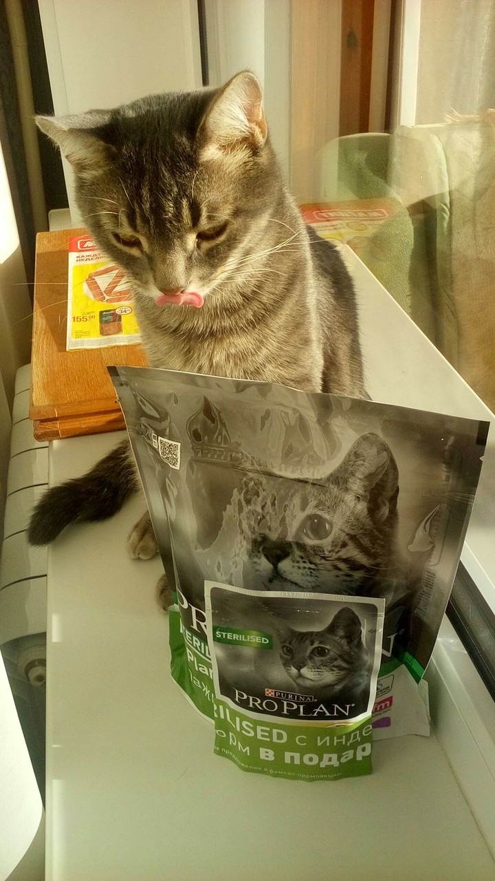кот