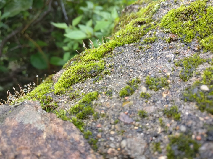 rock