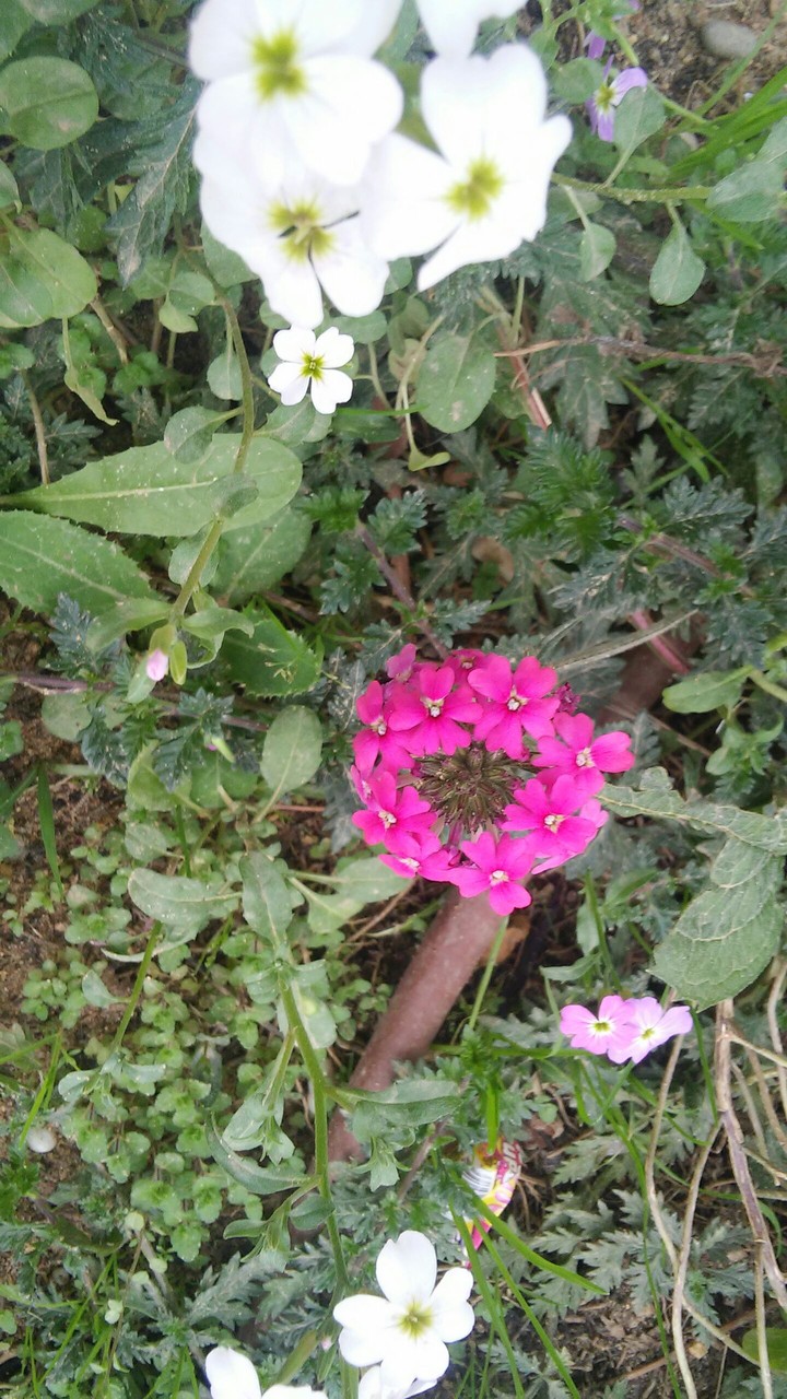 flowers