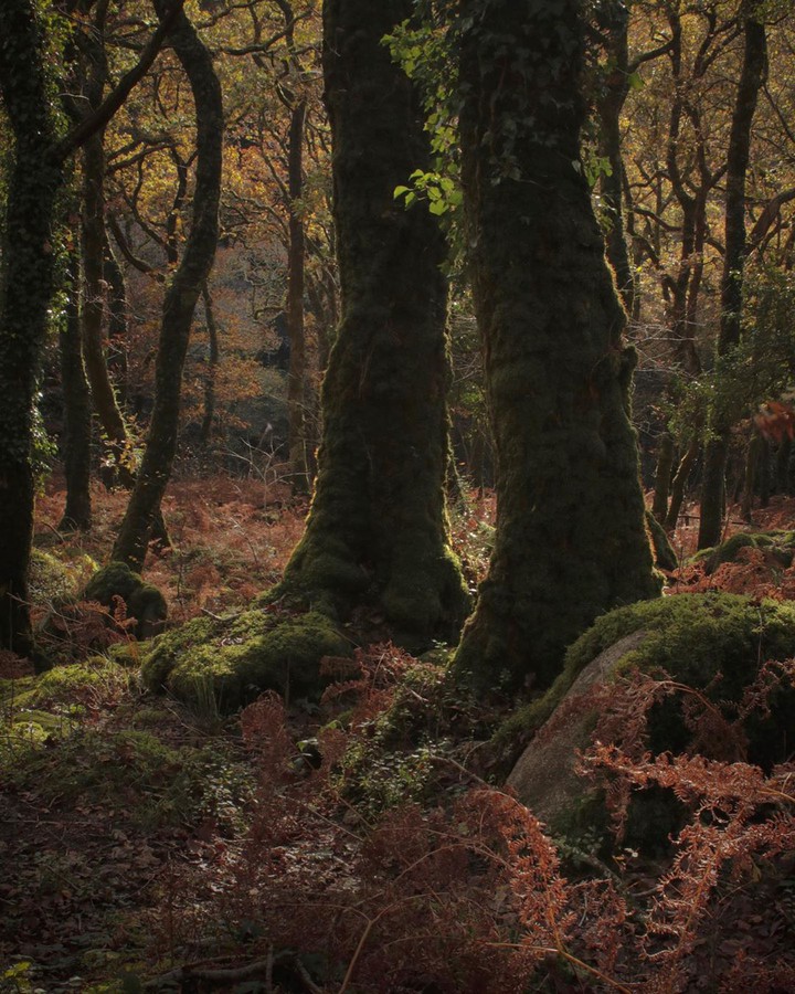 Forest