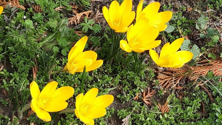 Spring
