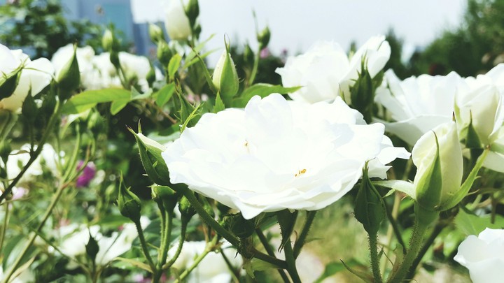 Beauty