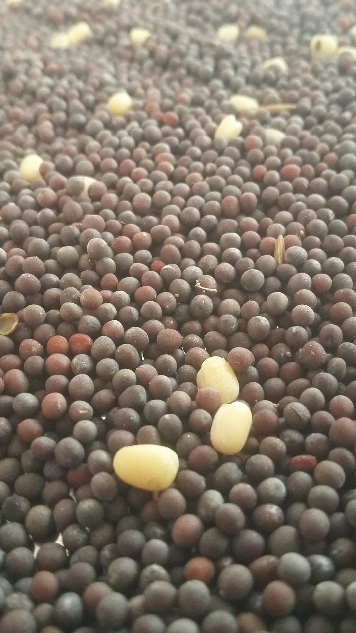Grains