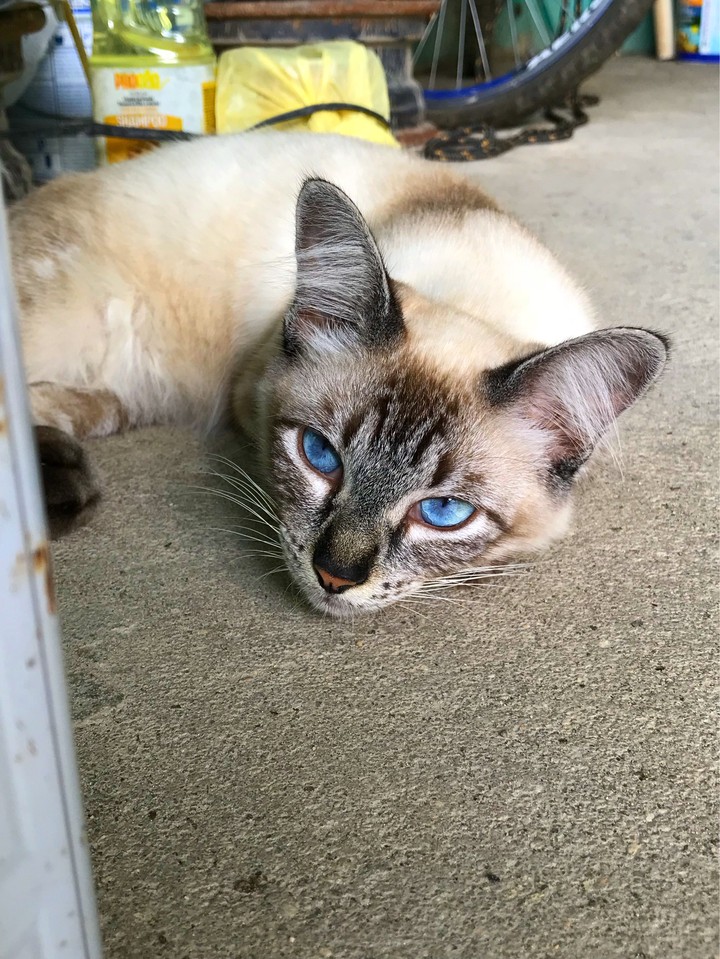 Gata ?