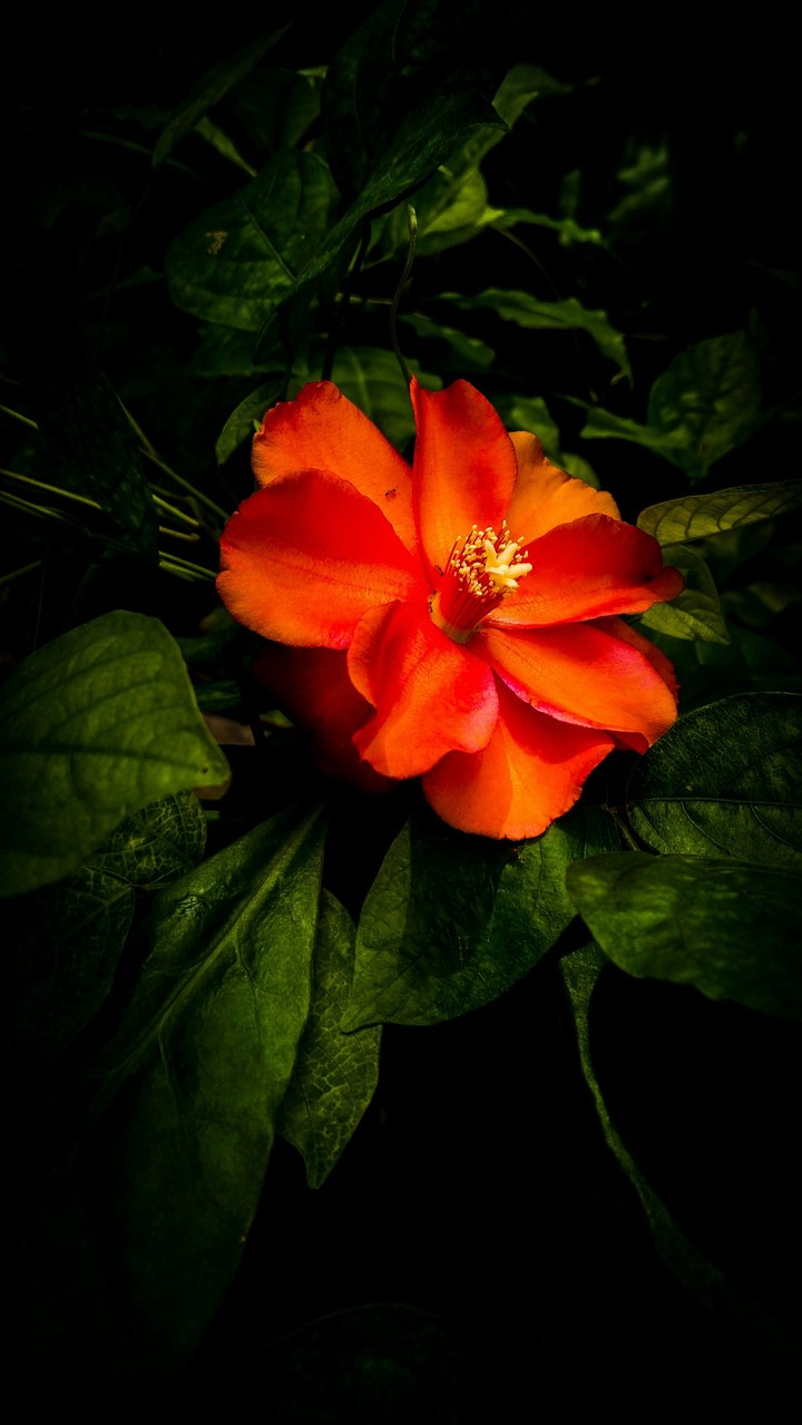 red cutee