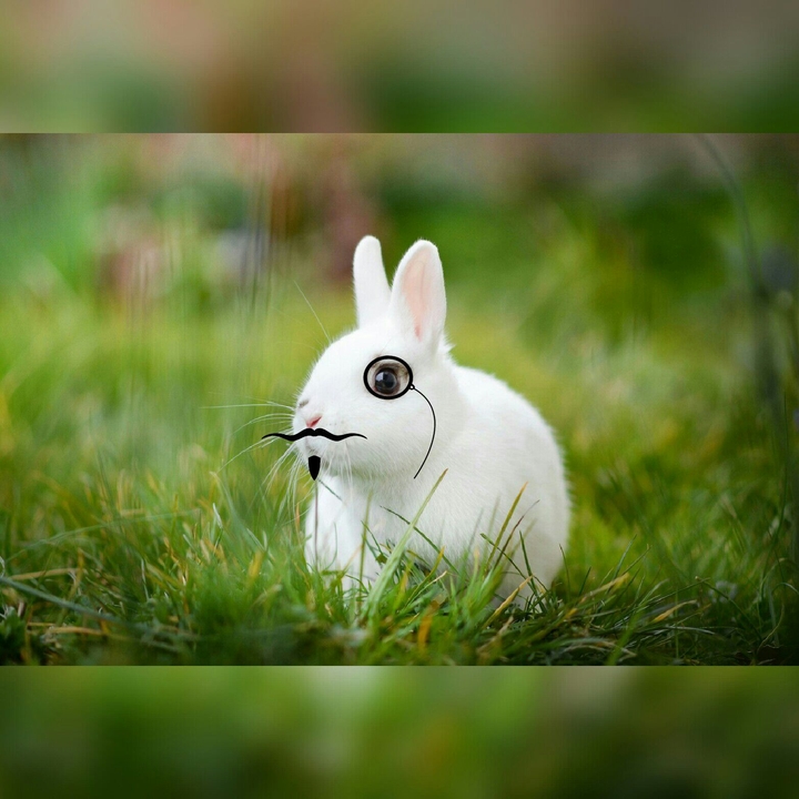 Rabbit 