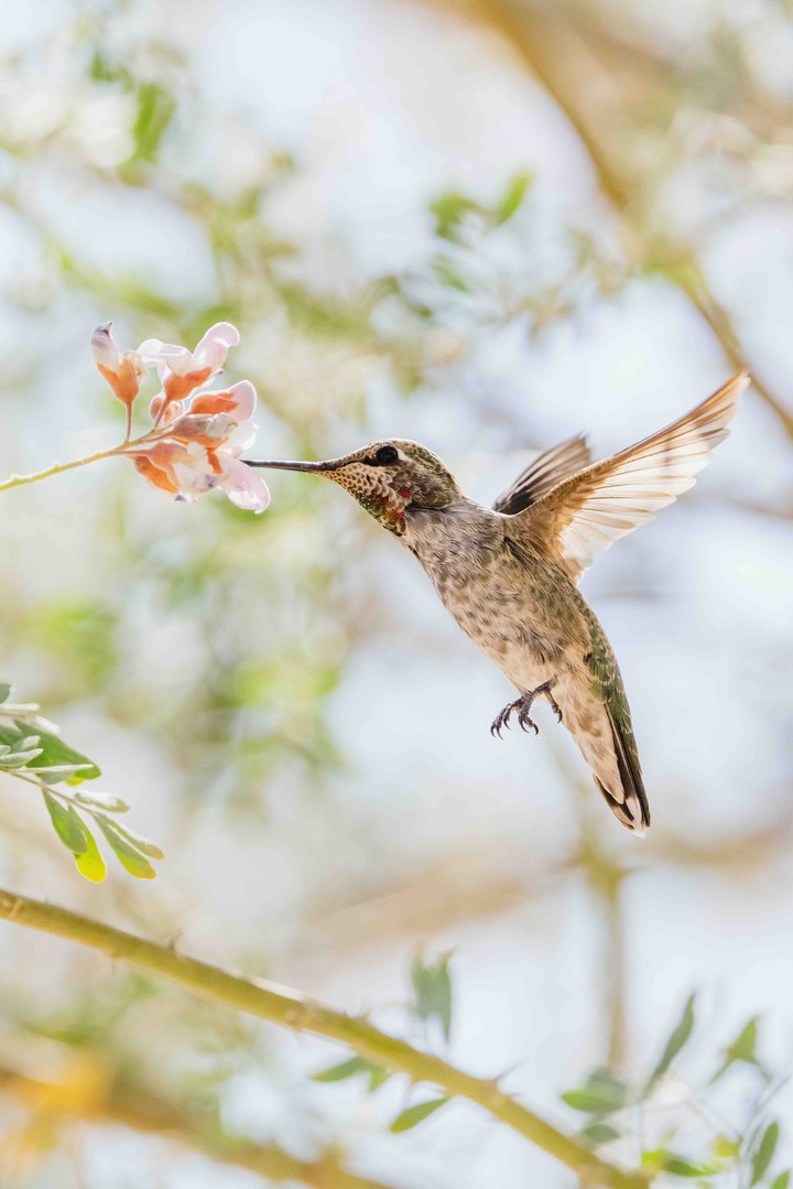 Bird