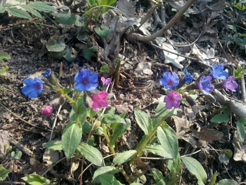 Little wonders
