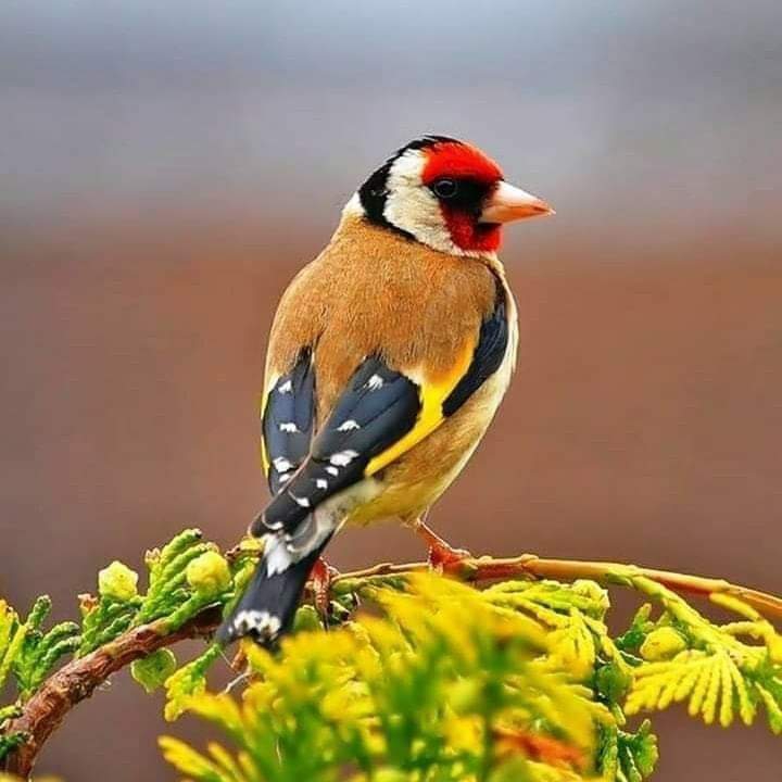 Bird