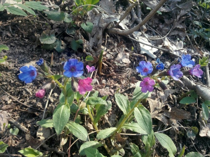Little wonders