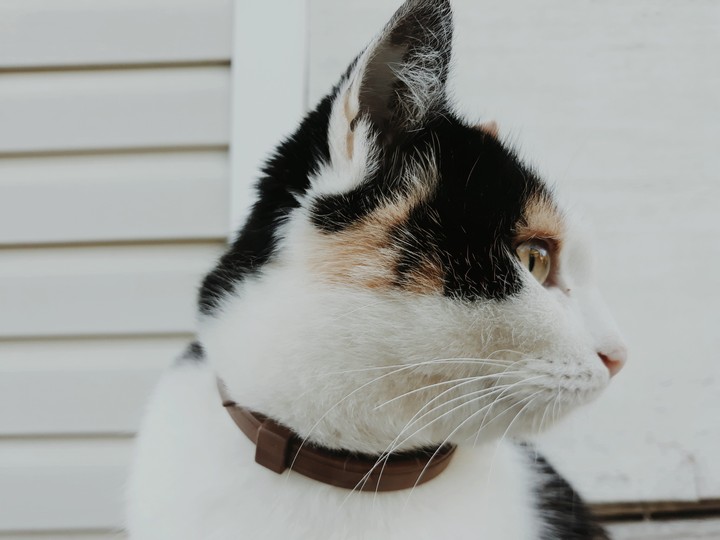 #cats #nature #village