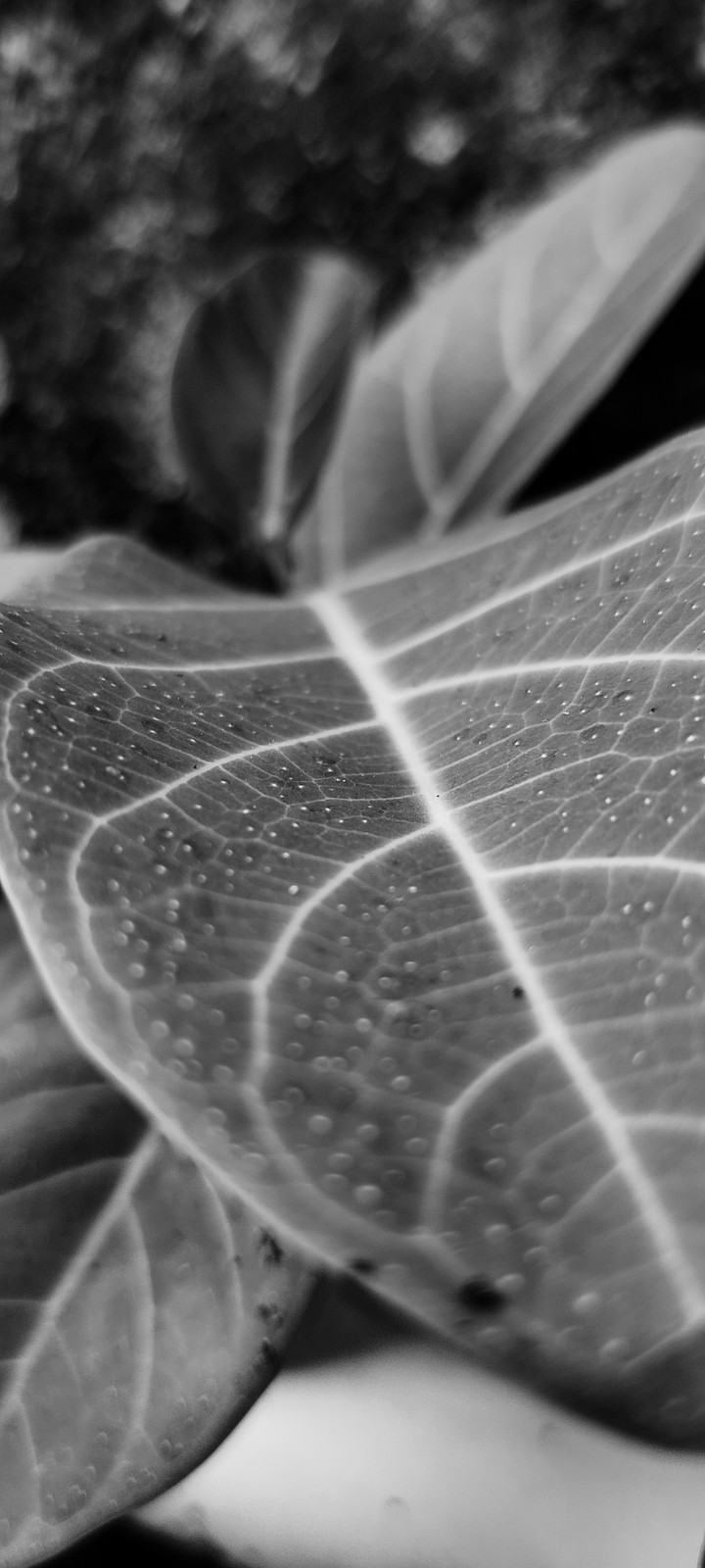 Black nd white