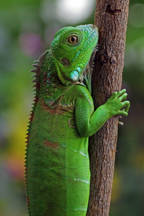 шпалери reptile, lizard