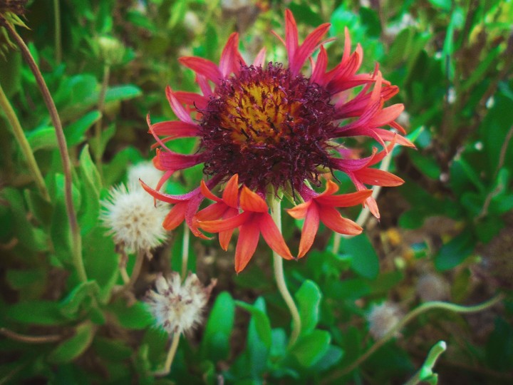 Flower