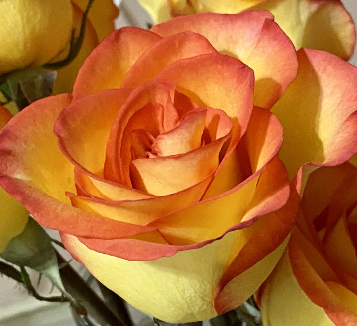single rose