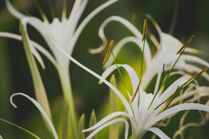 crinum Lily flower's