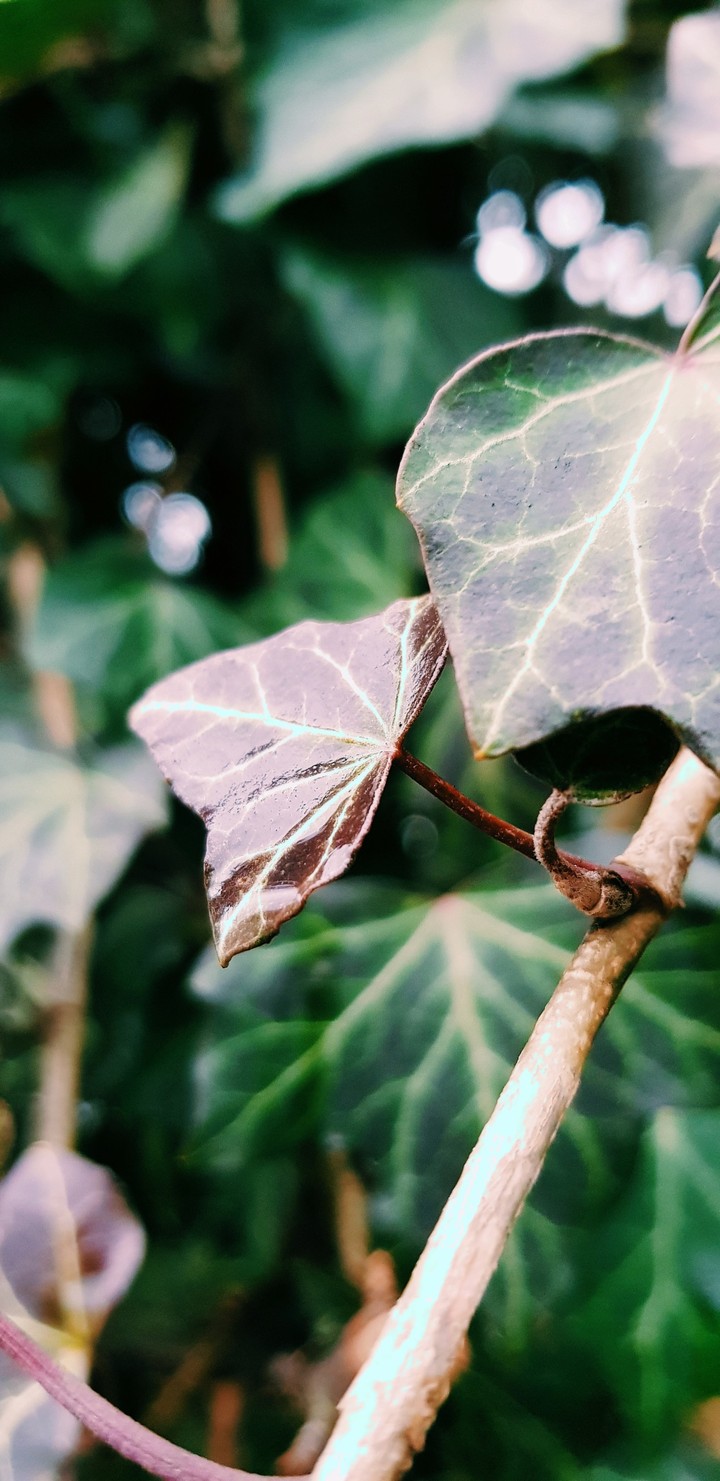 Nature