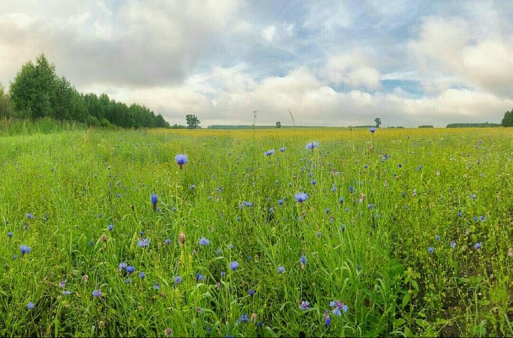 Field