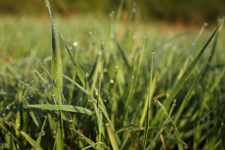 Grass