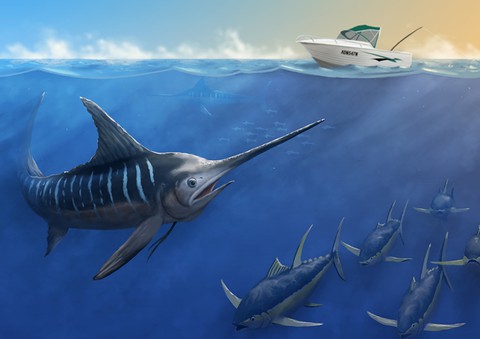 ταπετσαρίες vertebrate, lamniformes