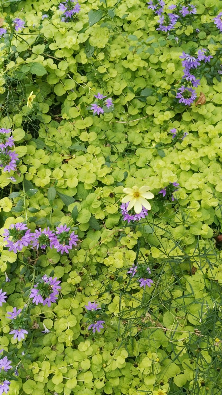Flores