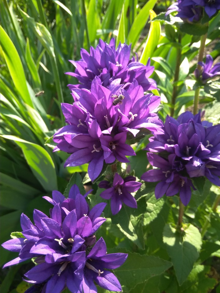 purple flowers