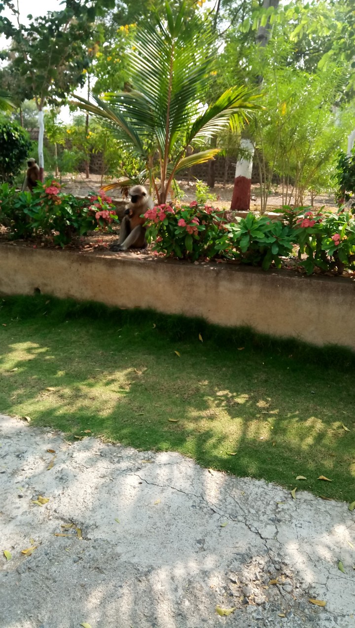 monkeys in the garden