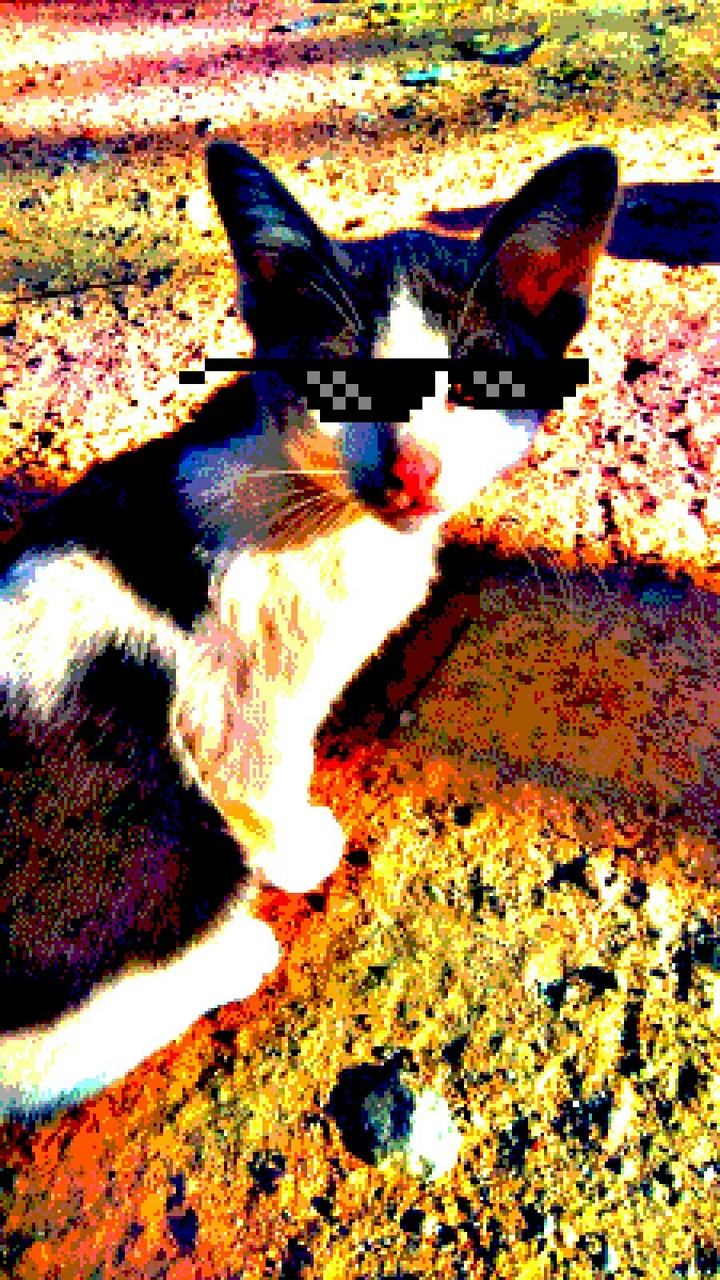 Thug life cat