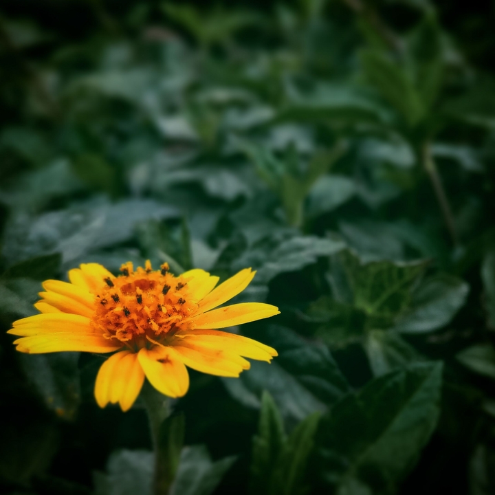 sun flower