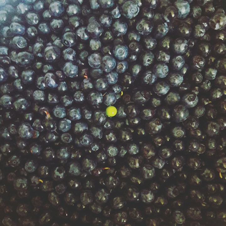#berries #bilberry #summer #